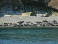Atlantic Grey Seal coloney in Batchelor Bay